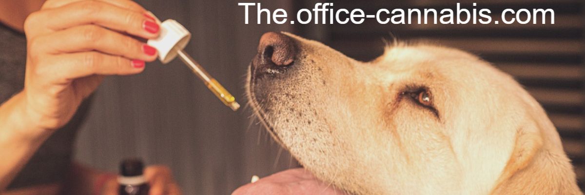 the.office-cannabis.com